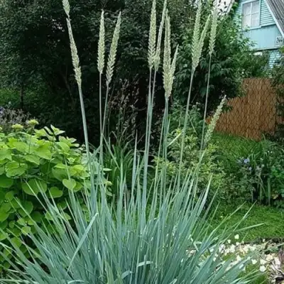 Элимус БЛЮ ДЮН песчаный в Сморгони