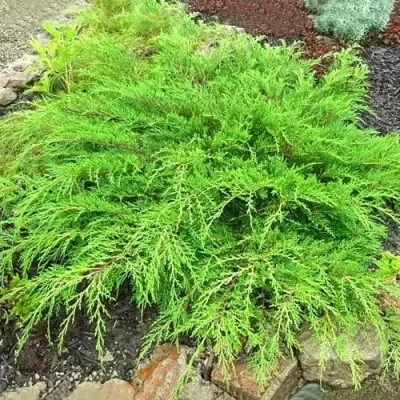 Микробиота ЯКОБСЕН перекрестнопарная в Сморгони