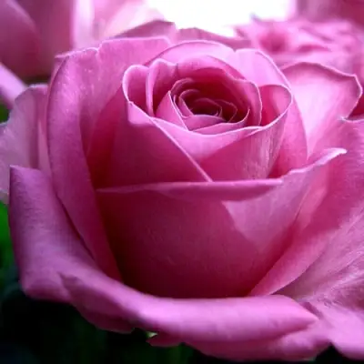 Роза ЭЙФЕЛЕВА БАШНЯ чайно-гибридная в Сморгони