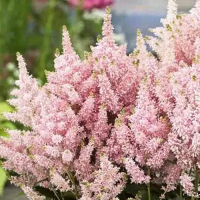 Астильба ЮНИК САЛМОН гибридная в Сморгони