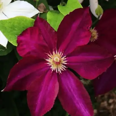 Клематис МАЗОВШЕ в Сморгони