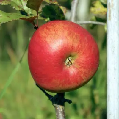 Яблоня ДЫЯМЕНТ в Сморгони