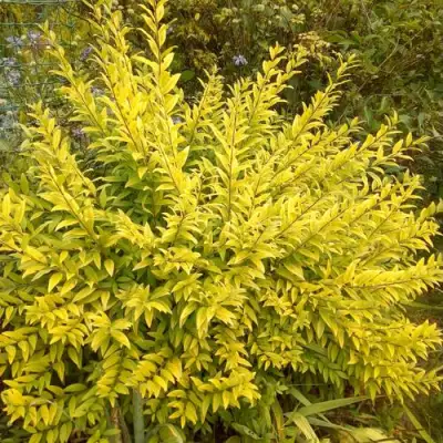 Бирючина АУРЕА обыкновенная в Сморгони