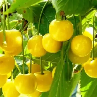 Черешня ПОДСНЕЖНИК в Сморгони