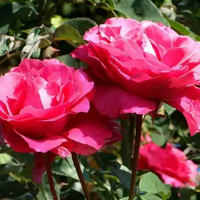 Роза ВИЕН РОУЗ чайно-гибридная в Сморгони