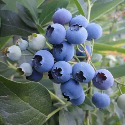 Голубика ЛЕГАЦИЯ в Сморгони