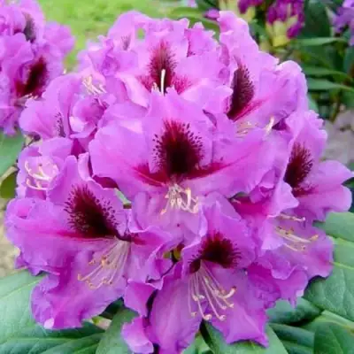 Рододендрон РАСПУТИН в Сморгони