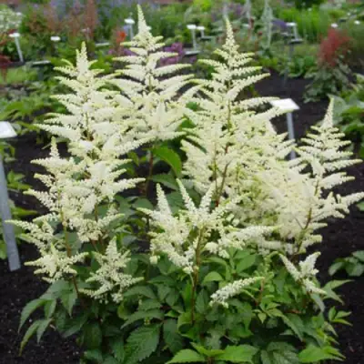 Астильба БРАУТШЛЕЙЕР Арендса в Сморгони