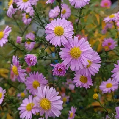 Астра СТРОУБЕРРИ ЭНД КРИМ новобельгийская в Сморгони