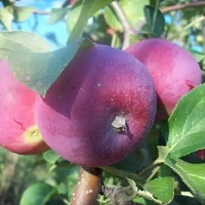 Яблоня СЕРЕБРЯНОЕ КОПЫТЦЕ в Сморгони