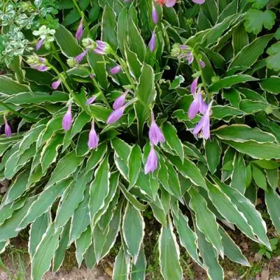 Хоста СТИЛЕТТО гибридная в Сморгони