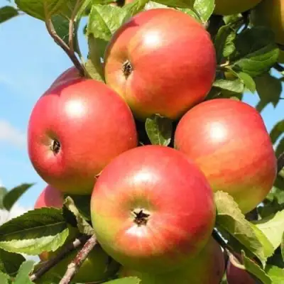 Яблоня ФРИДОМ в Сморгони