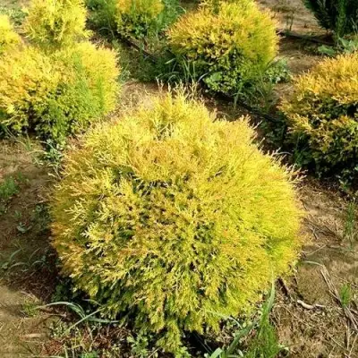 Туя ГЛОБОЗА АУРЕА западная в Сморгони