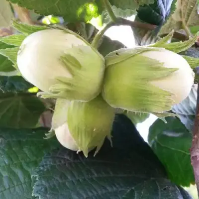 Фундук ЮННАТ в Сморгони