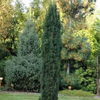 Тис ВОЙТЕК средний  в Сморгони