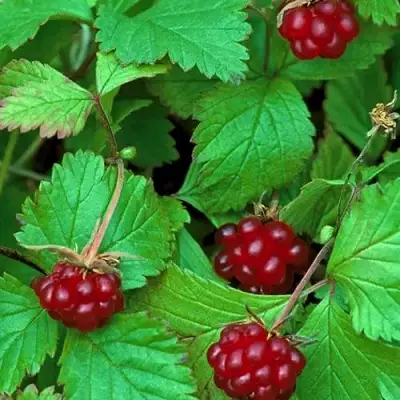 Княженика АУРА в Сморгони