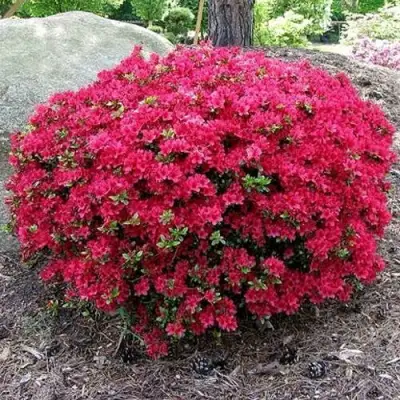 Азалия КАНЗОНЕТТА японская в Сморгони