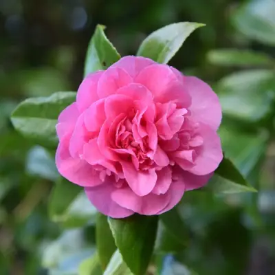 Камелия ДЕББИ в Сморгони