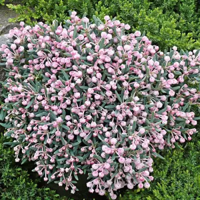 Андромеда БЛЮ АЙС многолистная   в Сморгони