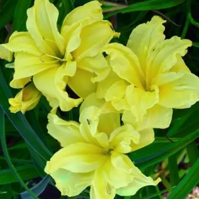 Лилейник ДАБЛ РИВЕР ВАЙ гибридный в Сморгони