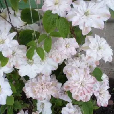 Клематис ИННОСЕНТ БЛАШ в Сморгони