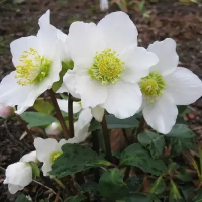 Морозник ЧЕРНЫЙ в Сморгони