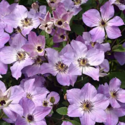 Клематис МОНИНГ СКАЙ в Сморгони