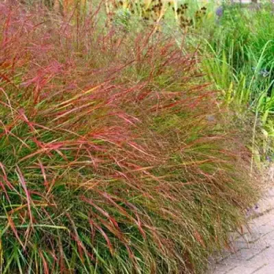 Просо ШЕНАНДО прутьевидное в Сморгони