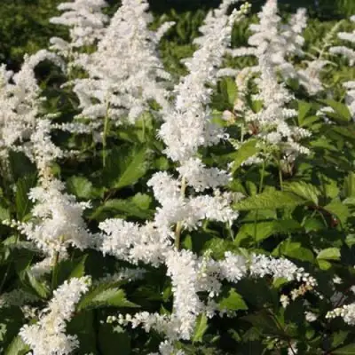 Астильба ДОЙЧЛАНД японская в Сморгони