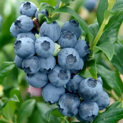 Голубика ХАРДИБЛЮ в Сморгони