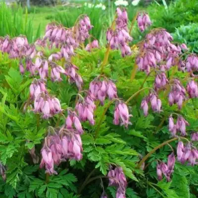 Дицентра изящная в Сморгони