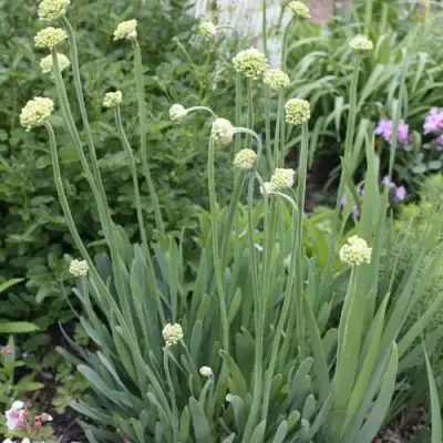 Лук слизун в Сморгони