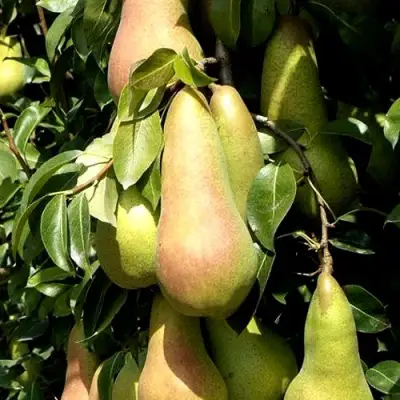 Груша КОНКОРД в Сморгони