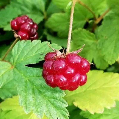 Княженика АННА в Сморгони