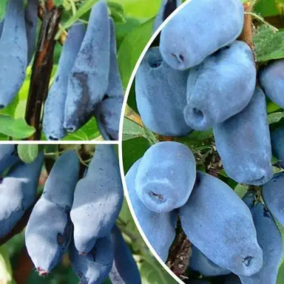 Комплект СИЯНИЕ ГЛАЗ в Сморгони