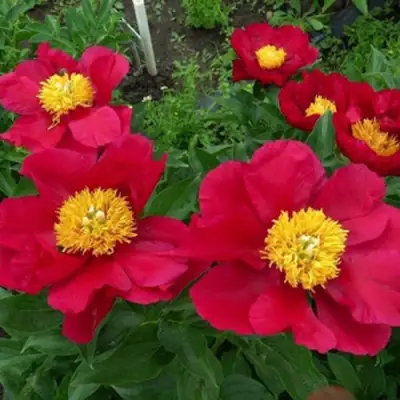 Пион АМЕРИКА травянистый в Сморгони