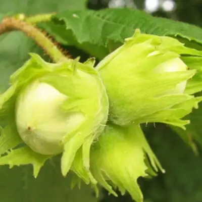 Фундук КАТАЛОНСКИЙ в Сморгони