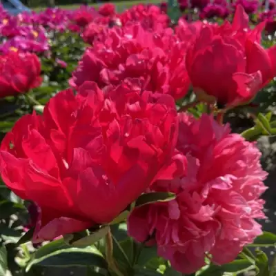 Пион БЕЛГРАВИЯ травянистый в Сморгони