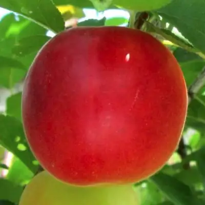 Плумкот БИРИКОККОЛО БОЛОГНЕС в Сморгони