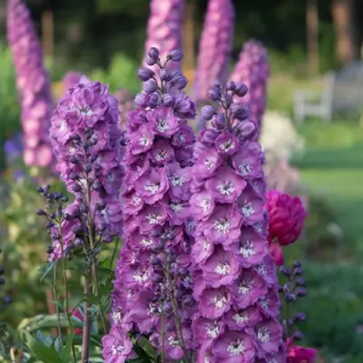 Дельфиниум ДЕЛЬФИС ПИНК ПАУЭ высокий в Сморгони