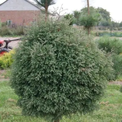 Туя вересковидная в Сморгони