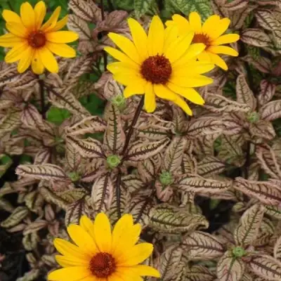 Гелиопсис САММЕР ПИНК в Сморгони