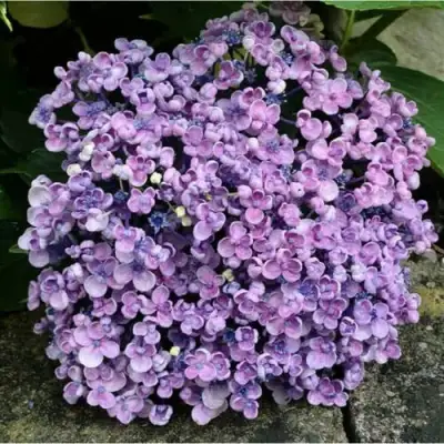 Гортензия АИША крупнолистная  в Сморгони