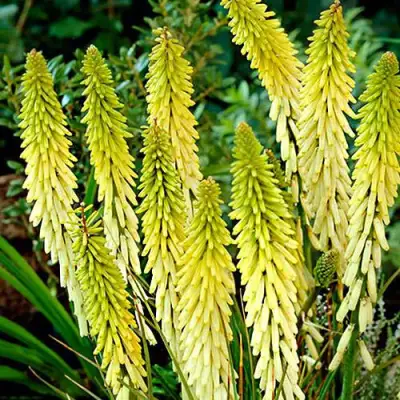 Книфофия ЛИТТЛ МЕЙД гибридная в Сморгони