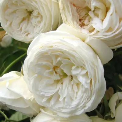 Роза АРТЕМИС шраб в Сморгони