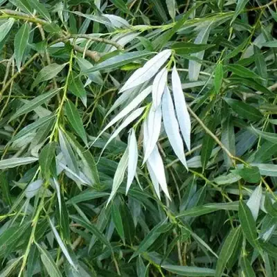 Ива ломкая  в Сморгони