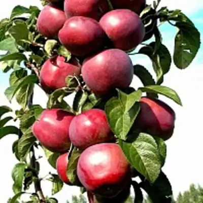 Яблоня МОСКОВСКОЕ ОЖЕРЕЛЬЕ колонновидная в Сморгони