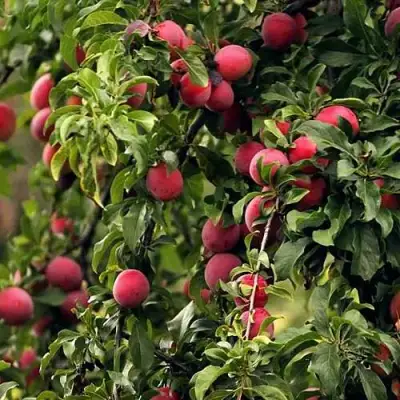 Слива КЛЕОПАТРА в Сморгони