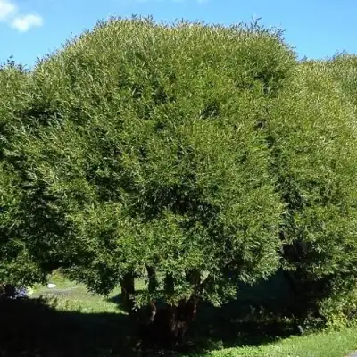 Ива ломкая  в Сморгони