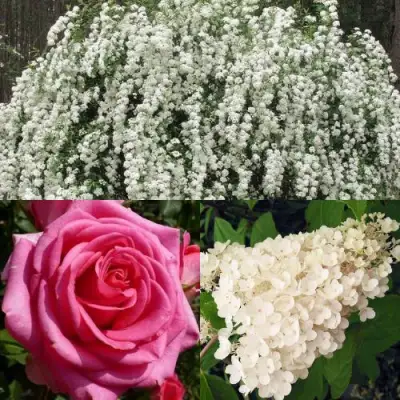 Комплект ВЕЧНАЯ КЛАССИКА в Сморгони